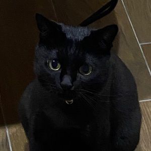 Meet your Posher, 佩璇